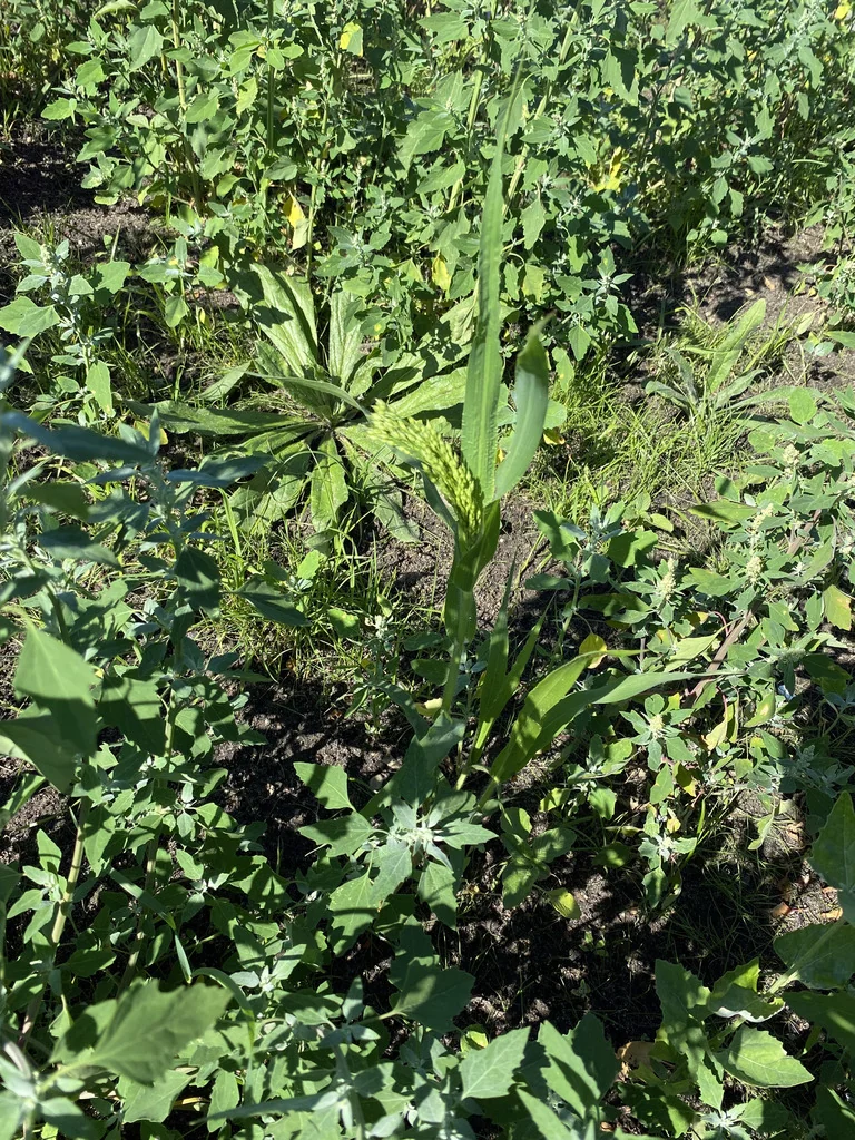 Panicum Miliaceum