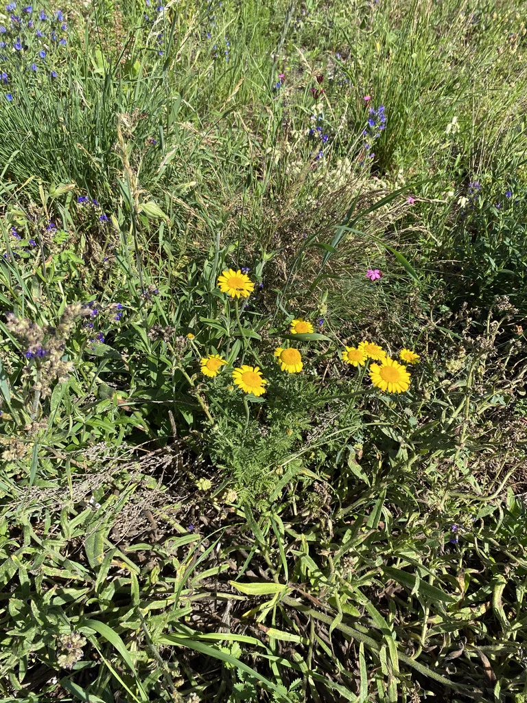 Anthemis Tinctoria