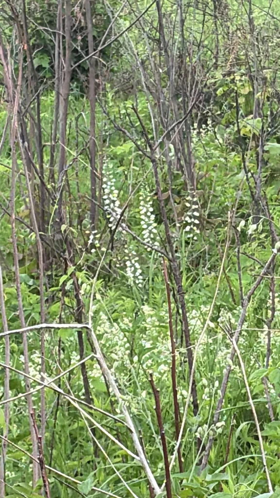 Baptisia Alba