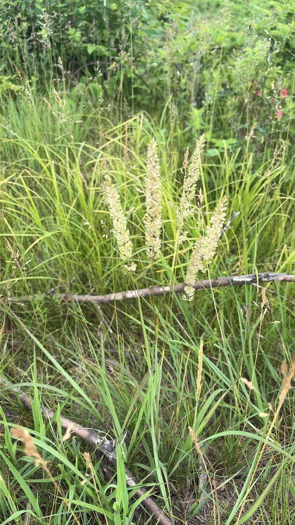 Koeleria Macrantha