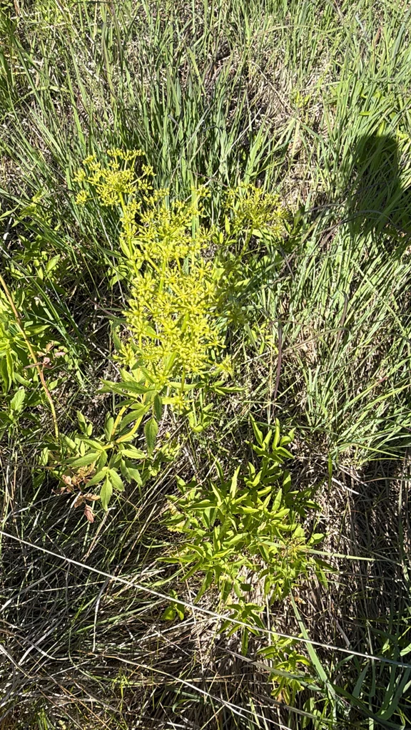 Zizia Aurea