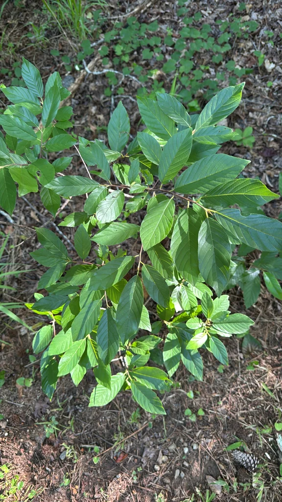 Rhamnus Caroliniana