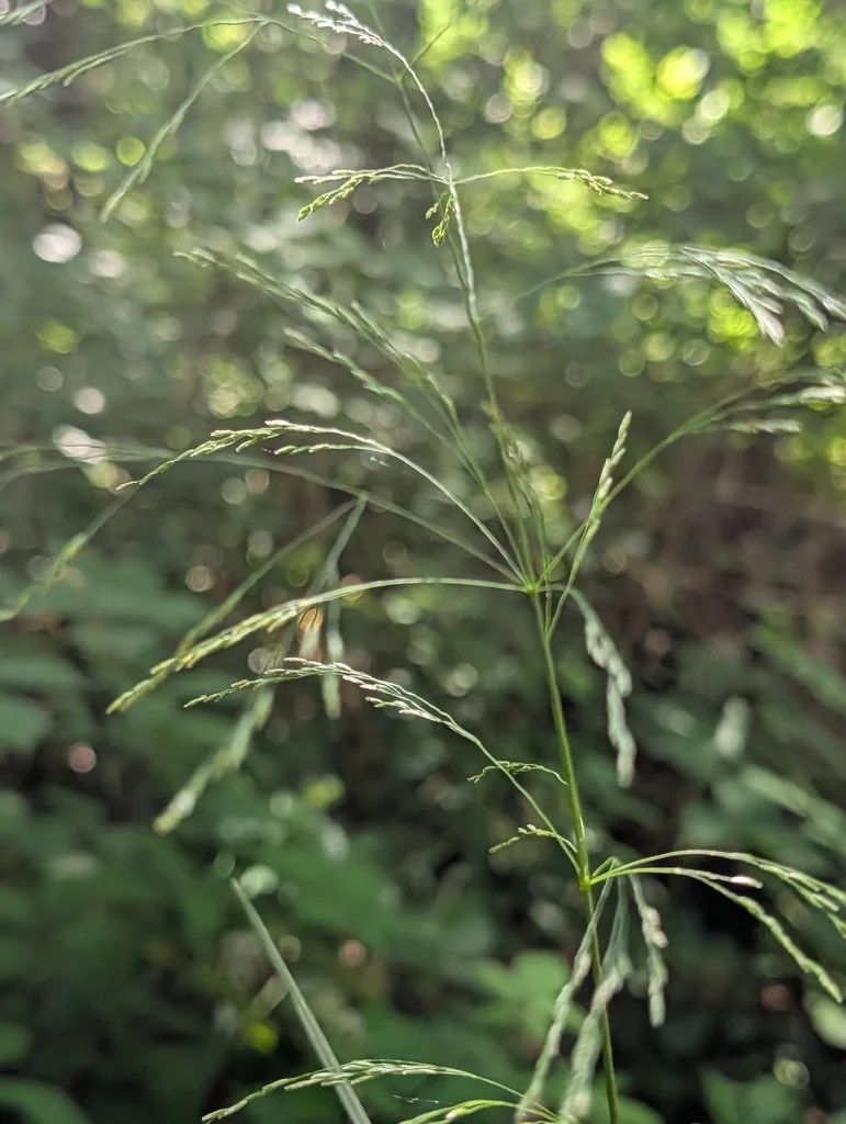 Deschampsia Cespitosa