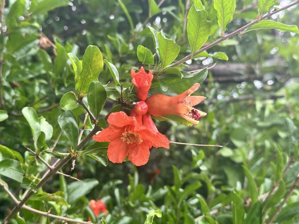 Punica granatum