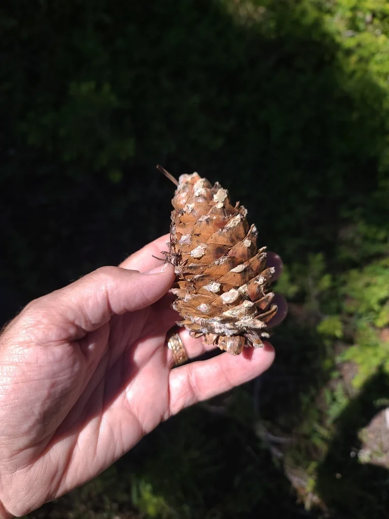 Pinus Flexilis