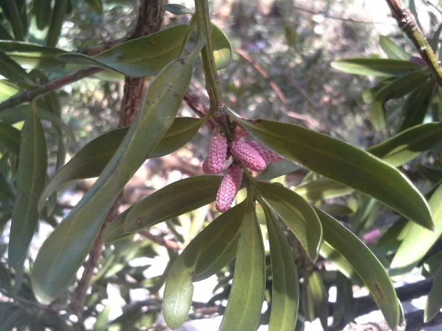Podocarpus Latifolius