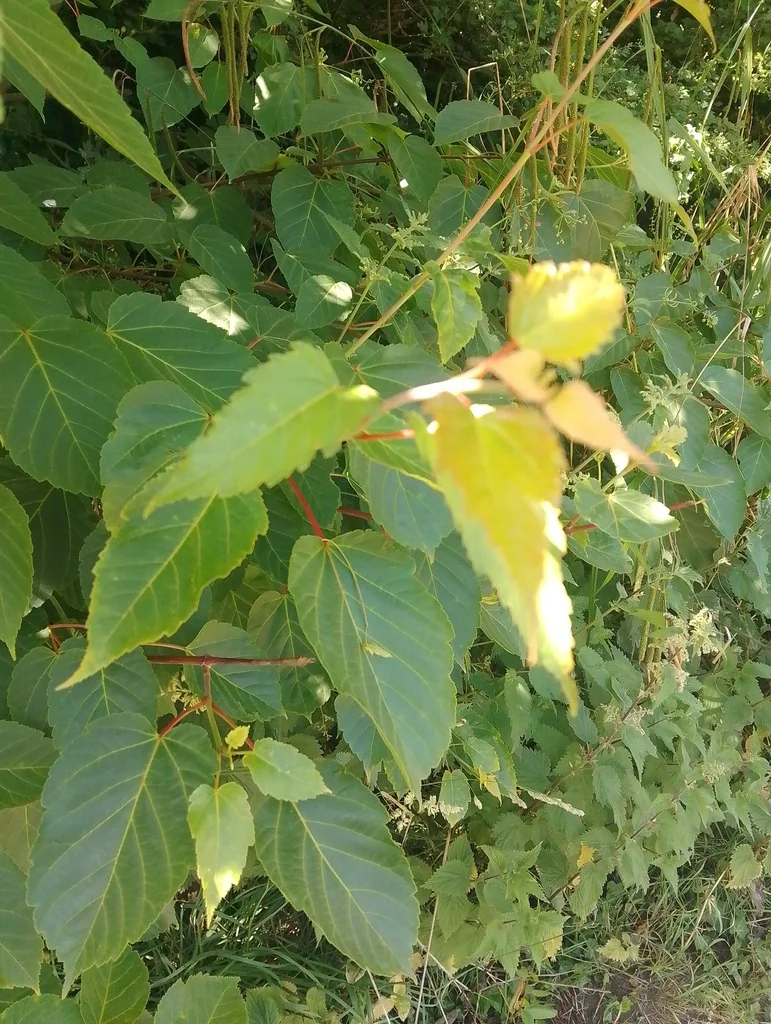 Acer Davidii