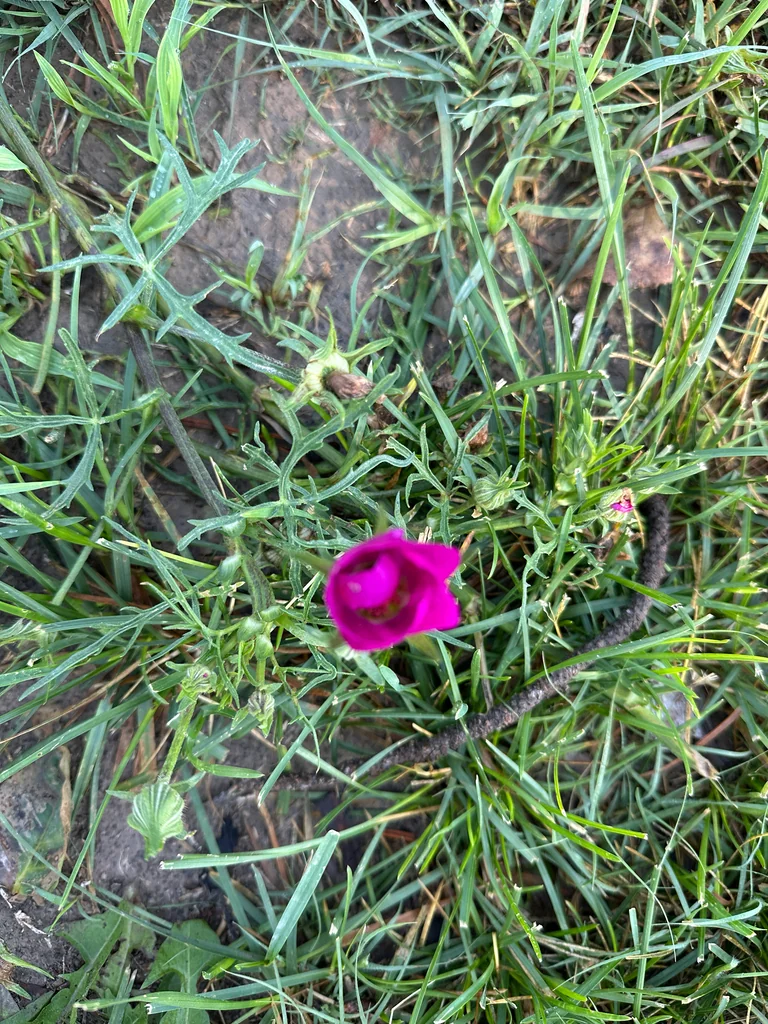 Callirhoe Involucrata