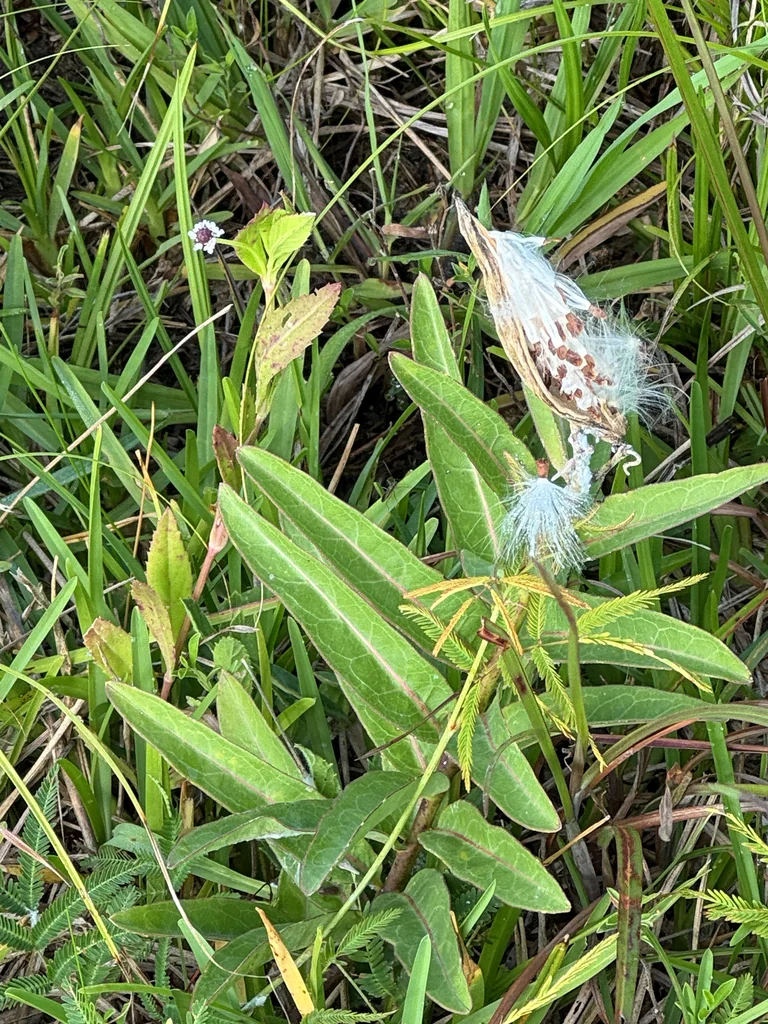 Asclepias Viridis