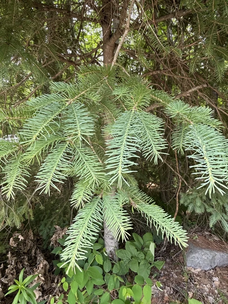 Picea Glauca