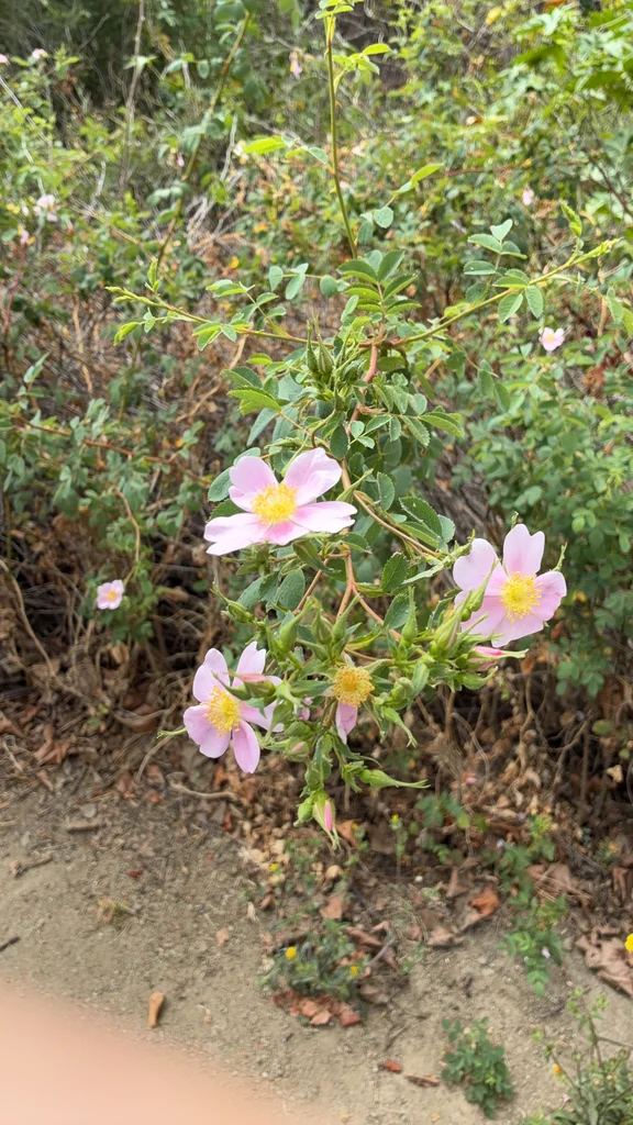 Rosa Californica