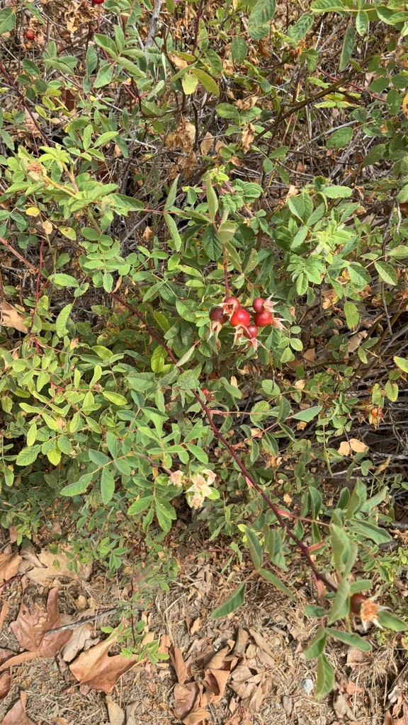 Rosa Californica