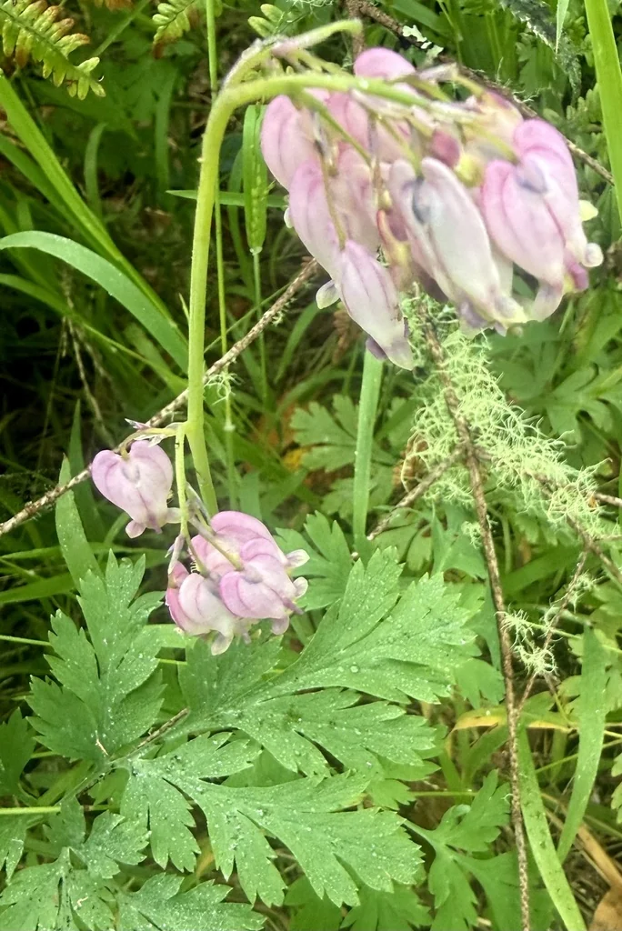 Dicentra Formosa
