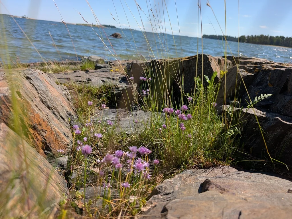 Allium Schoenoprasum
