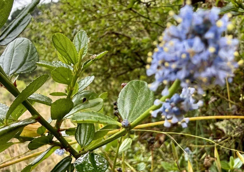 Ceanothus Thyrsiflorus