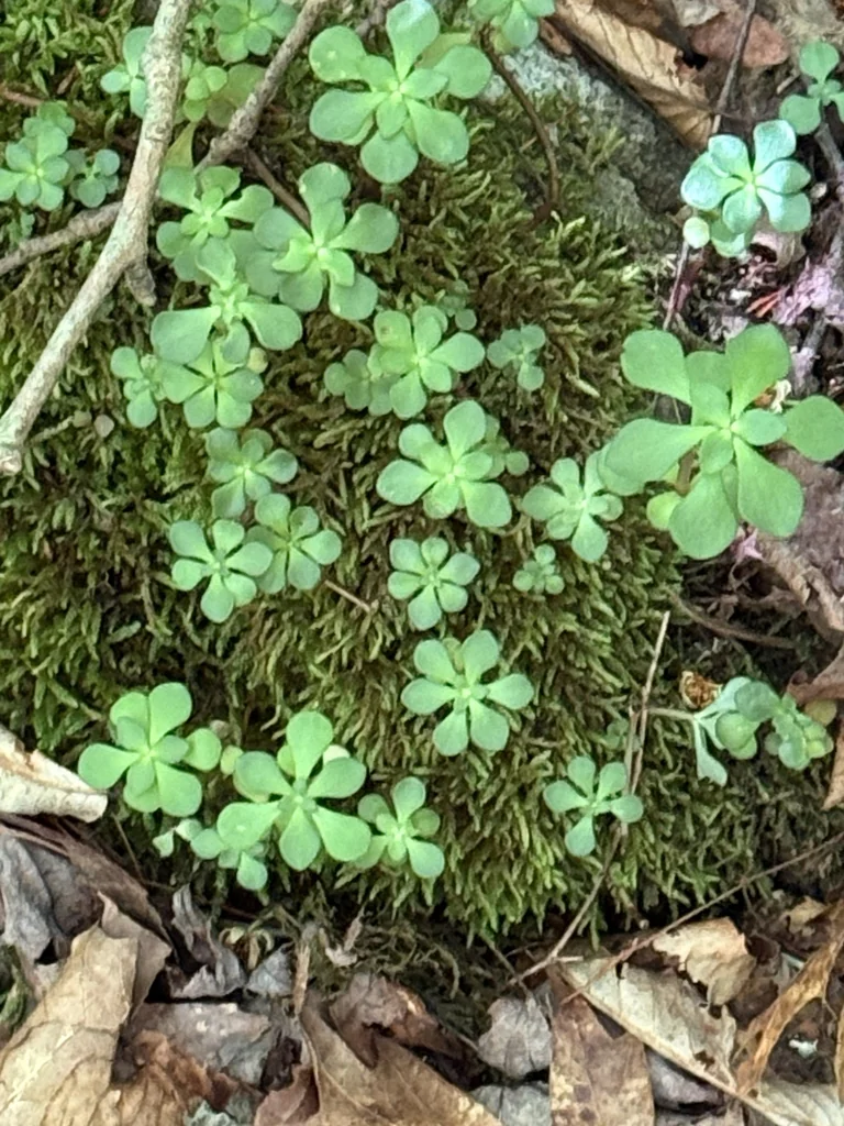Sedum Ternatum
