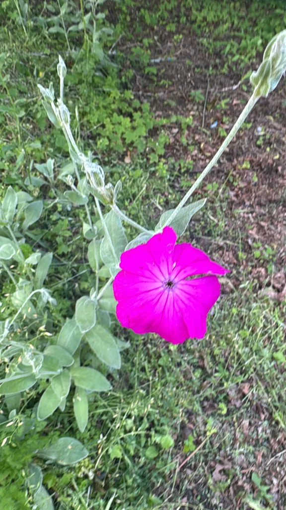 Lychnis Coronaria
