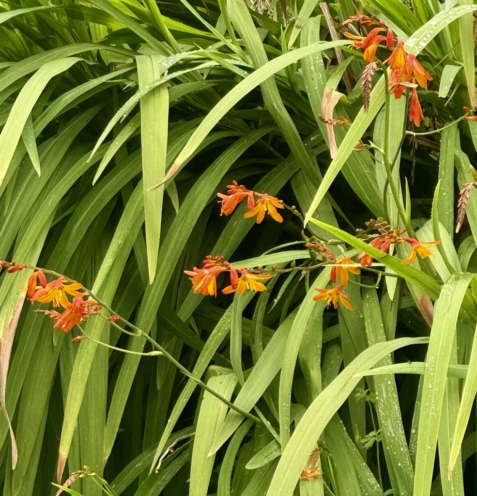 Crocosmia X Crocosmiiflora