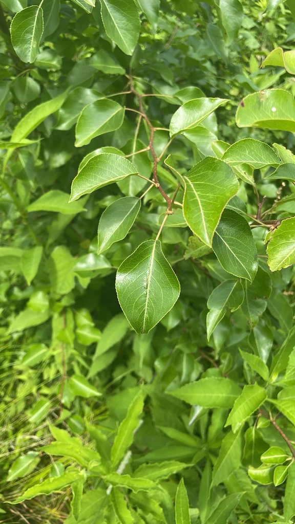 Pyrus Calleryana