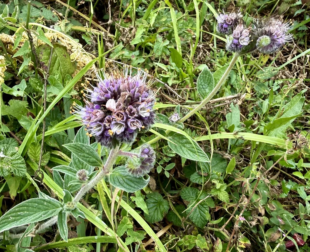 Phacelia Californica