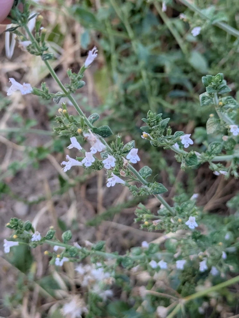 Calamintha Nepeta
