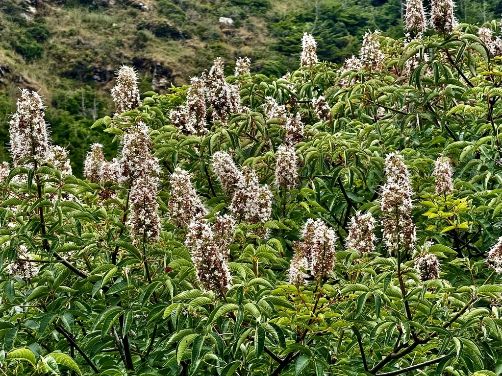Aesculus Californica