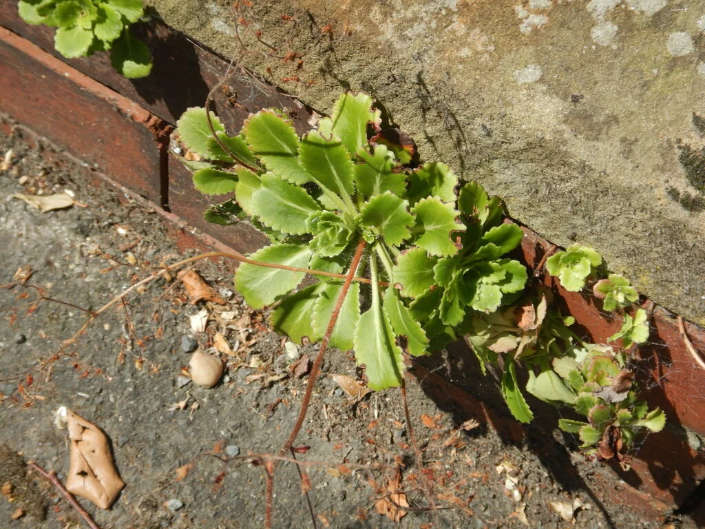 Saxifraga X Urbium