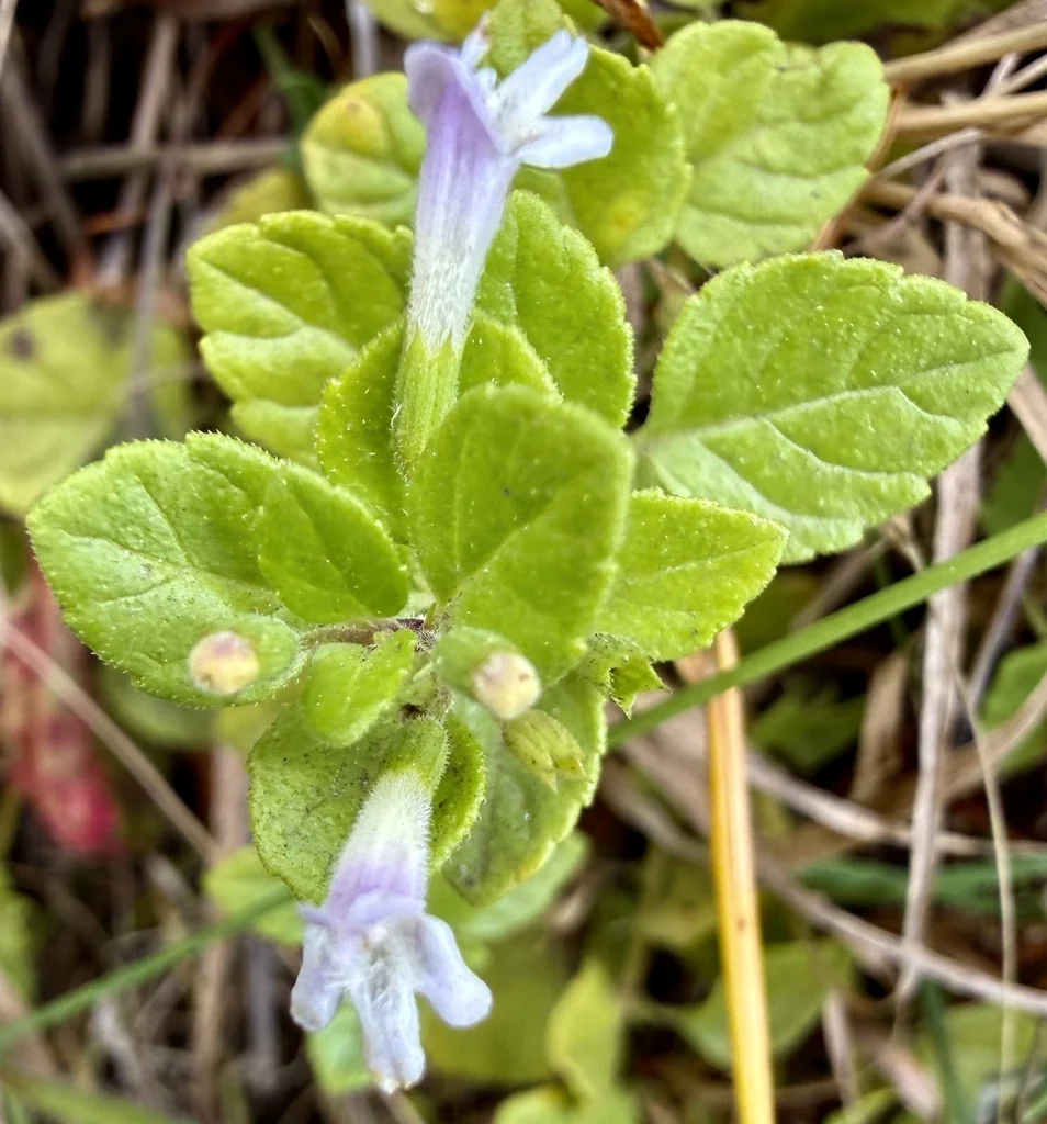 Satureja Douglasii
