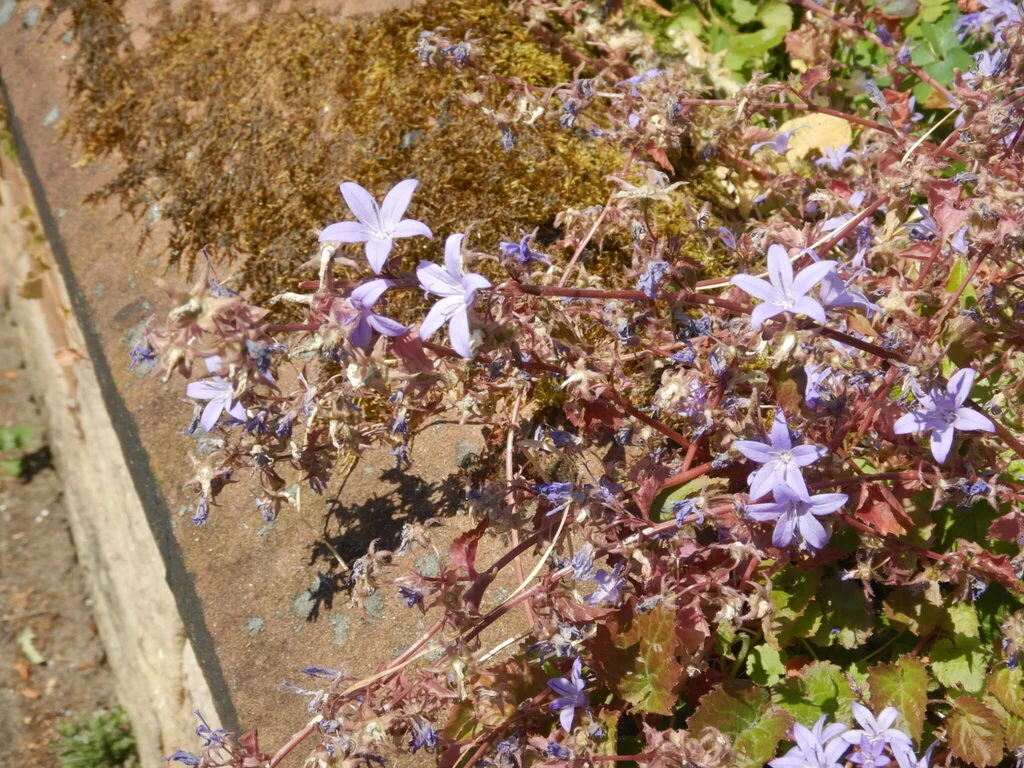 Campanula Poscharskyana