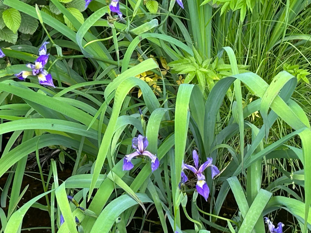 Iris Versicolor