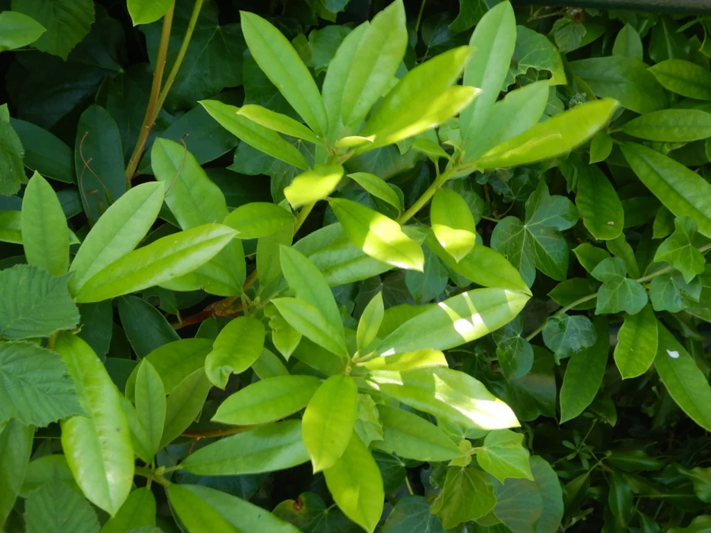 Rhododendron Ponticum