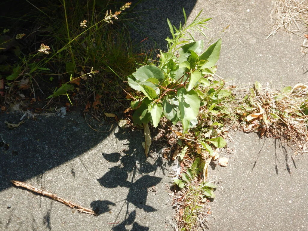 Alnus Cordata