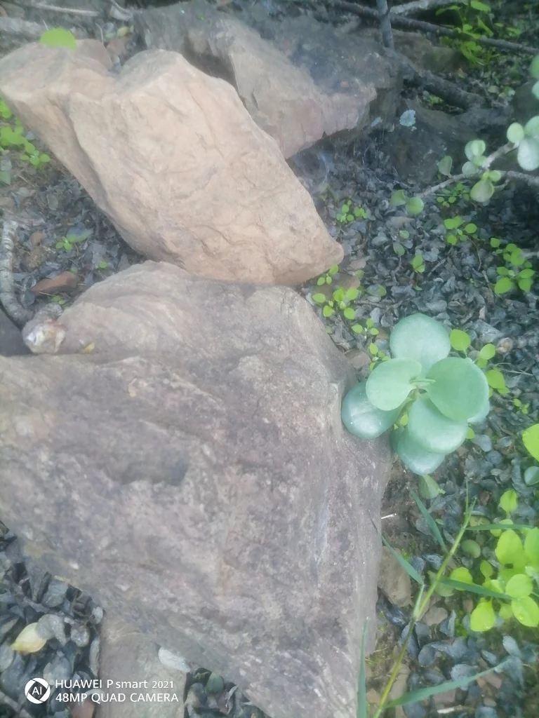 Portulacaria Afra