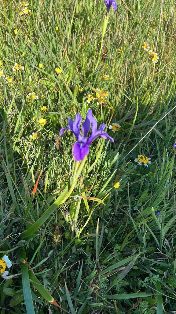 Iris Douglasiana