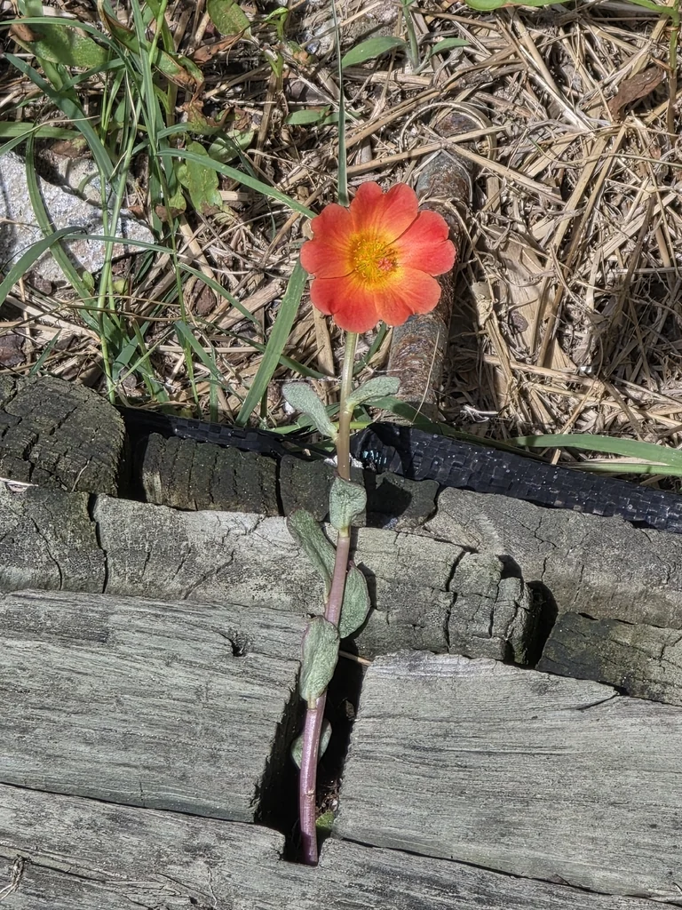 Portulaca umbraticola