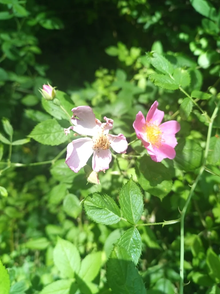 Rosa Setigera