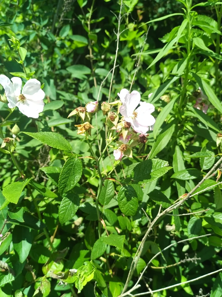 Rosa Setigera