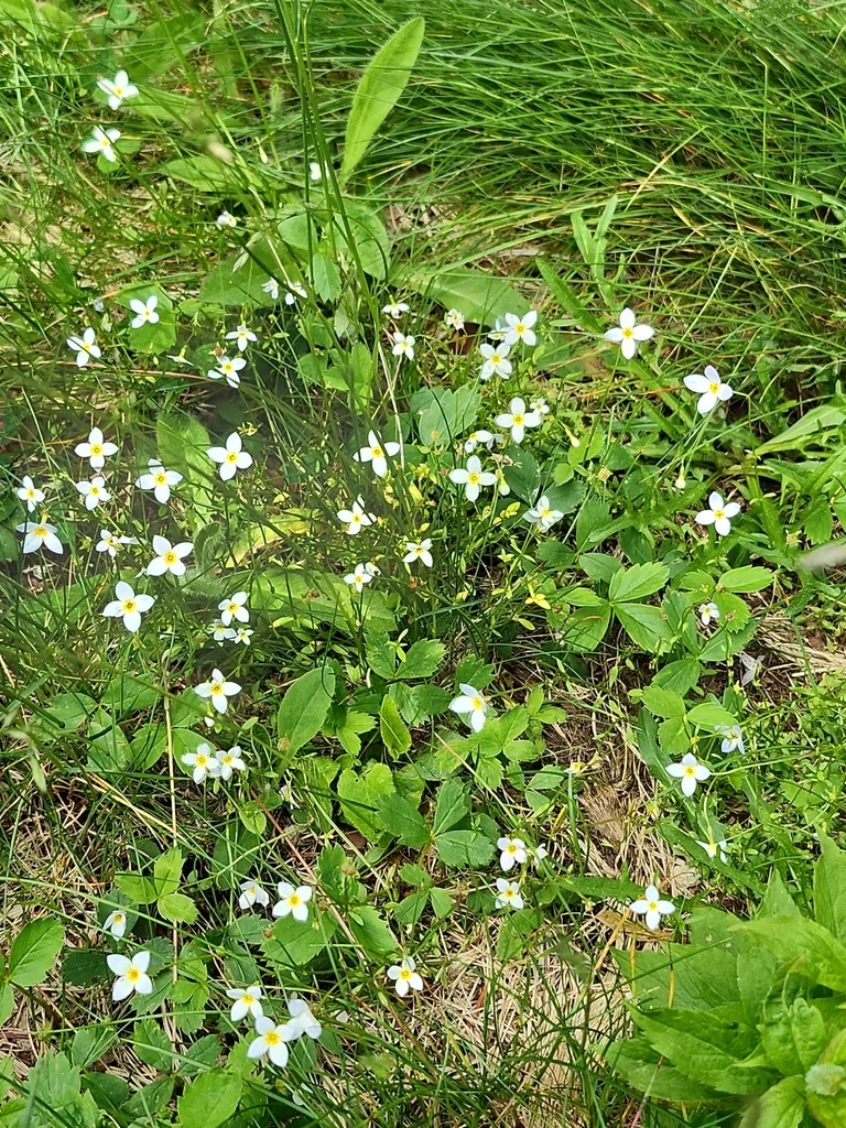 Houstonia Caerulea