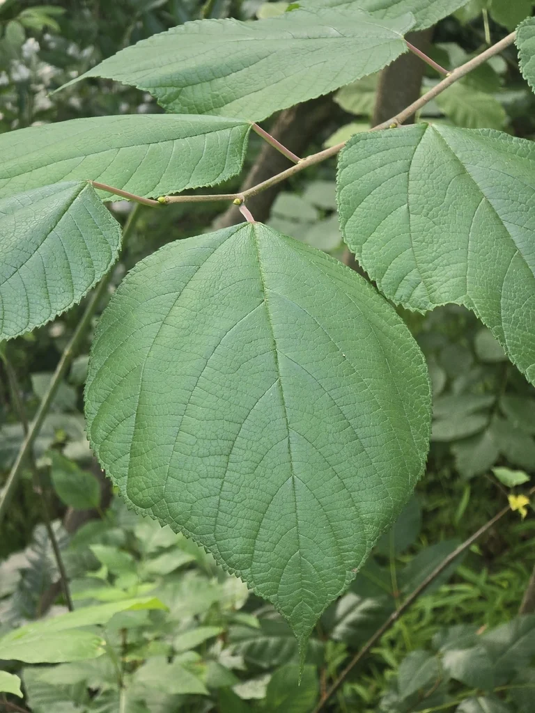 Morus Rubra