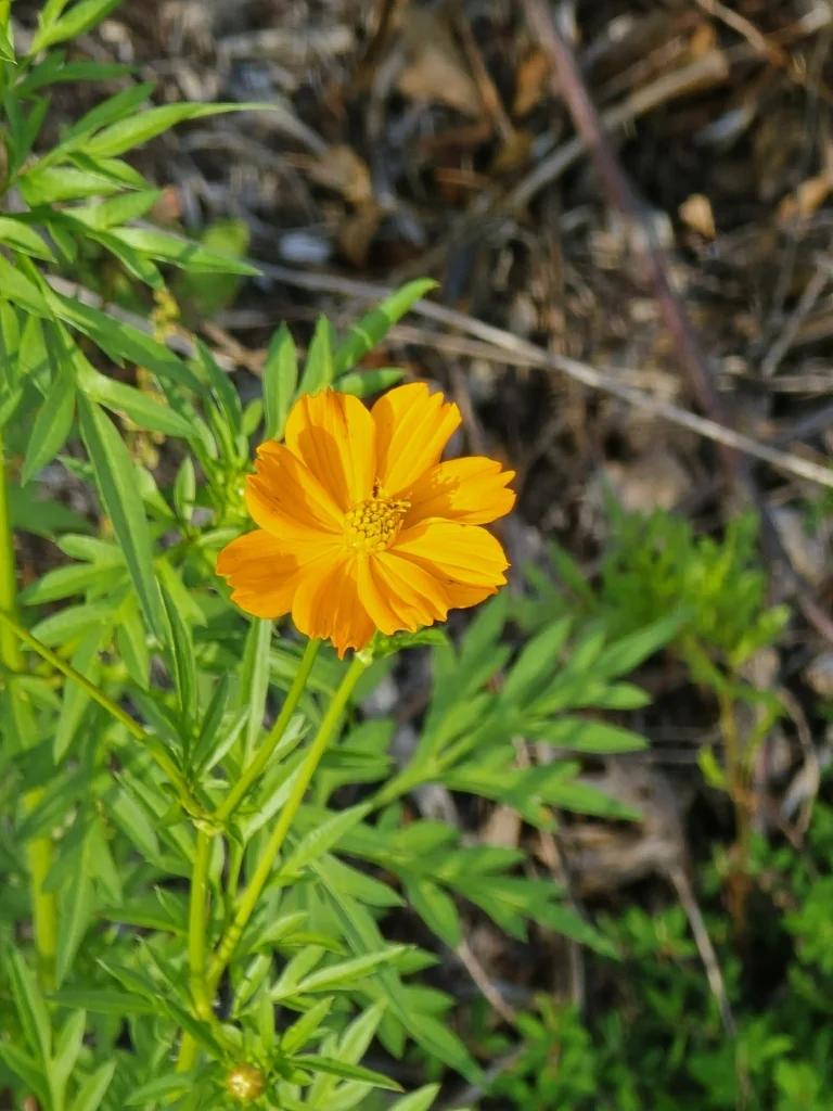 Cosmos Sulphureus