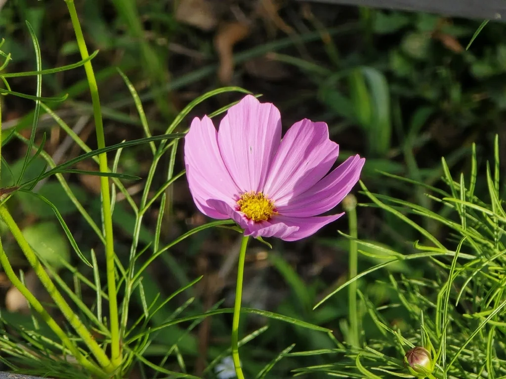 Cosmos Bipinnatus