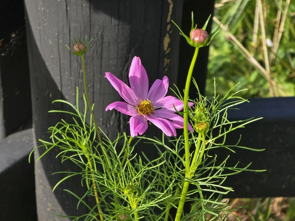 Cosmos Bipinnatus
