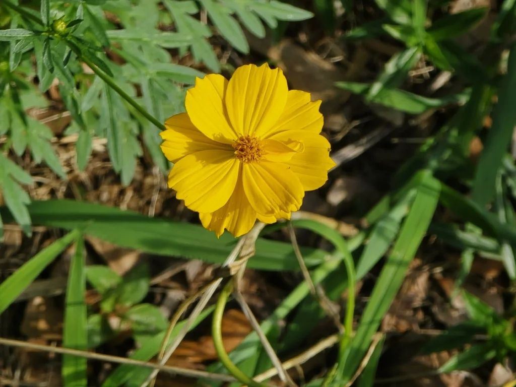 Cosmos Sulphureus