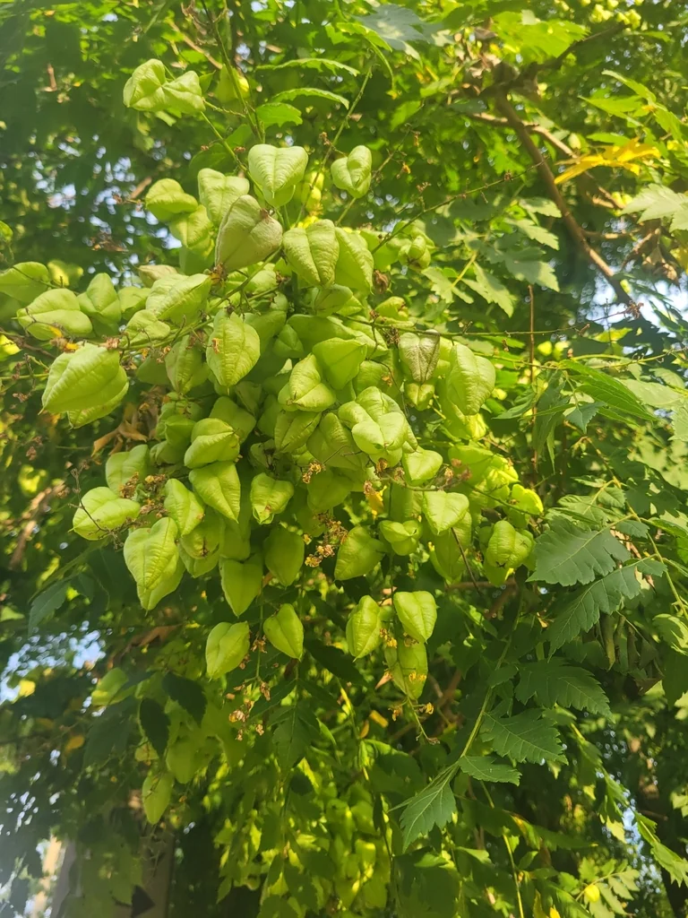 Koelreuteria Paniculata