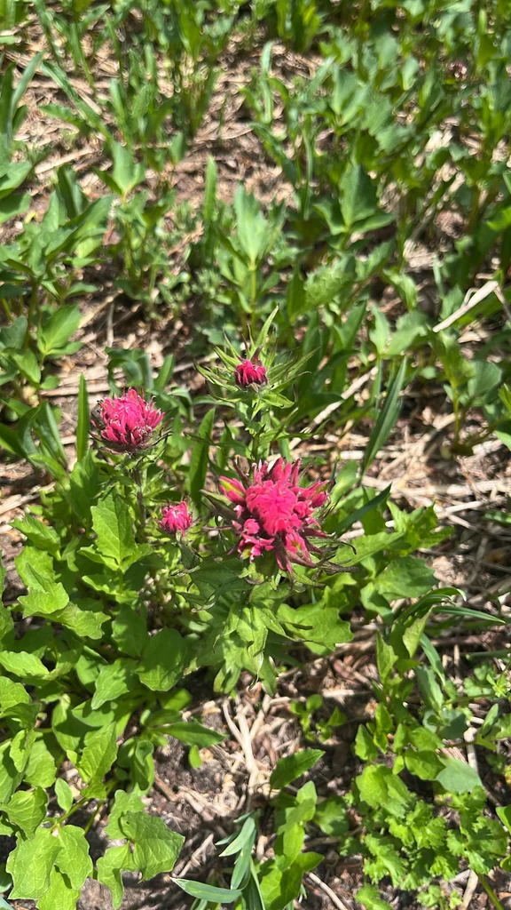 Castilleja Parviflora