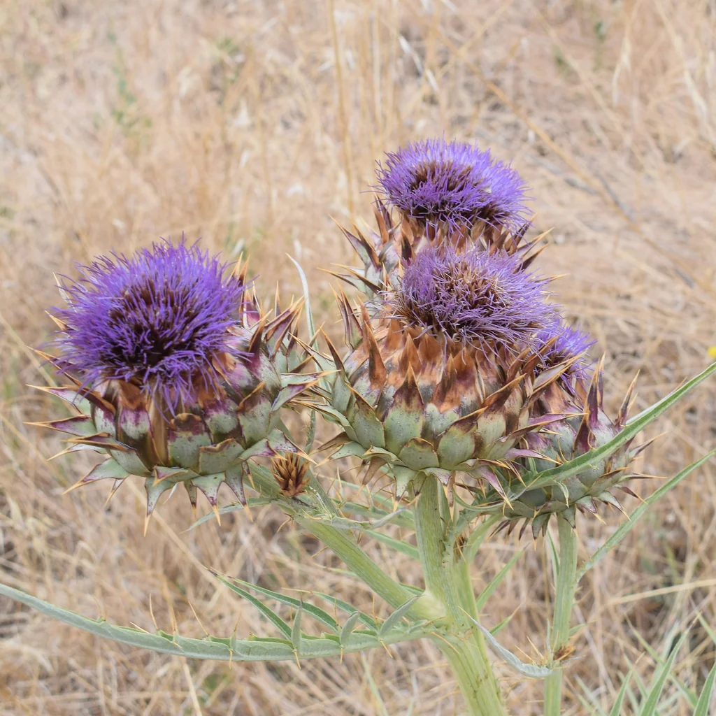 Cynara cardunculus