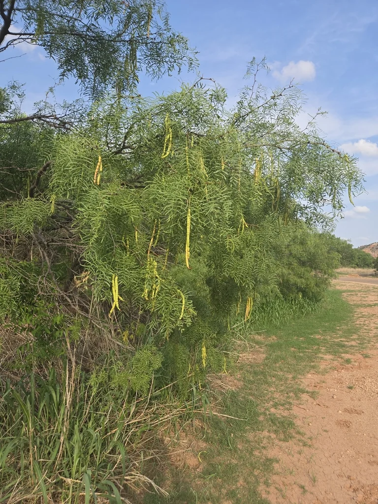 Prosopis Glandulosa