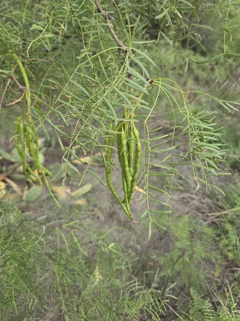 Prosopis Glandulosa