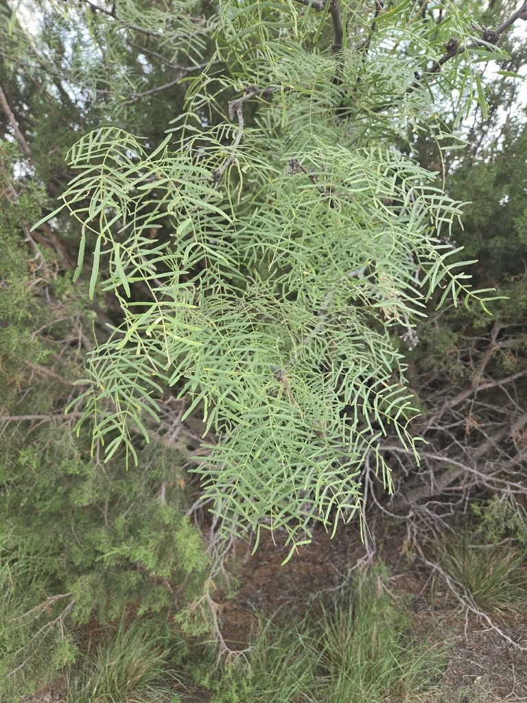 Prosopis Glandulosa