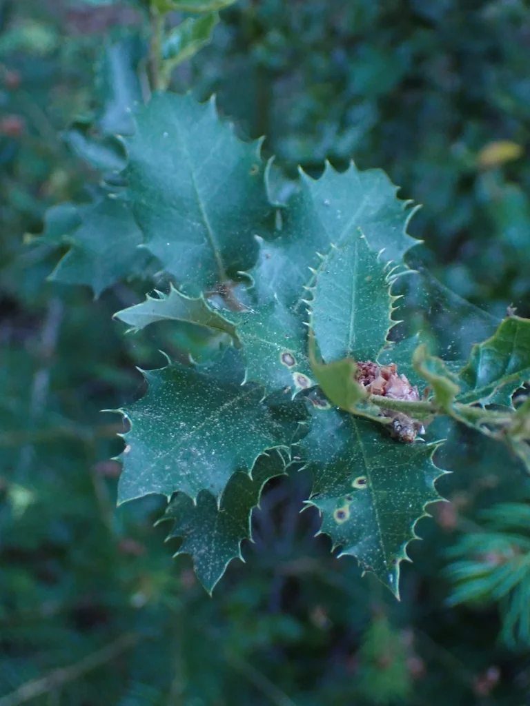 Quercus Chrysolepis